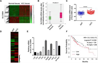 SLC35B4 Stabilizes c-MYC Protein by O-GlcNAcylation in HCC